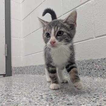 Frank -  Domestic Short Hair Cat for Adoption in Dayton, Ohio - Frank | PetCurious