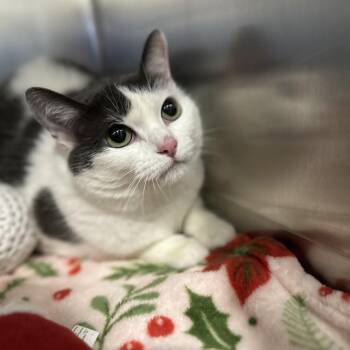 Eevee -  Domestic Short Hair Cat for Adoption in Matteson, Illinois - Eevee | PetCurious