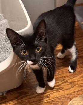 Sawyer Banks -  Domestic Short Hair Cat for Adoption in Dallas, Texas - Sawyer Banks | PetCurious