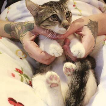 Juniper -  Tabby Cat for Adoption in Houston, Texas - Juniper | PetCurious
