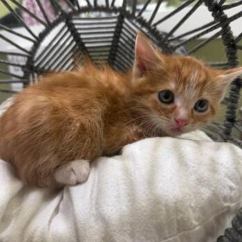 Domestic Medium Hair Cats Available for Adoption in Lewisville, Texas - Oliver (RW#1) | PetCurious