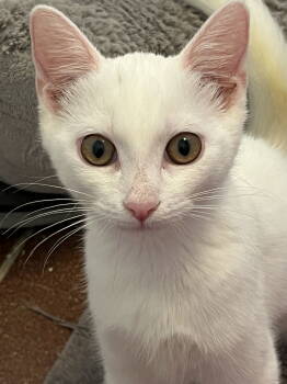 Rescue Domestic Short Hair Cats for Adoption in Franklin, Tennessee - KITTEN PENELOPE | PetCurious