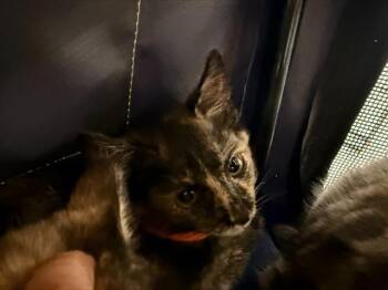 Domestic Short Hair Cats Available for Adoption in Charlotte, North Carolina - A1263612 | PetCurious