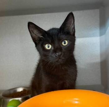 Monti -  Domestic Short Hair Cat for Adoption in Sacramento, California - Monti | PetCurious