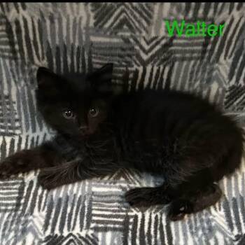 Walter -  Bombay Cat for Adoption in Wyandotte, Michigan - Walter | PetCurious