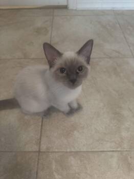 Koda -  Domestic Short Hair Cat for Adoption in Chandler, Arizona - Koda | PetCurious