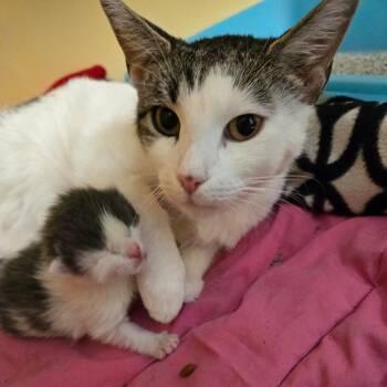 Domestic Short Hair Cats Available for Adoption in East Hanover, New Jersey - Tessie | PetCurious