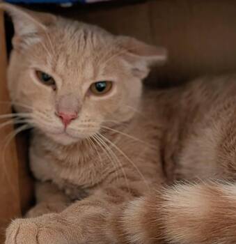 Buff -  Domestic Short Hair Cat for Adoption in St. Augustine, Florida - Buff | PetCurious
