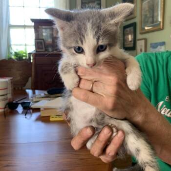 Bean Shumway -  Domestic Short Hair Cat for Adoption in Woodstock, Virginia - Bean Shumway | PetCurious