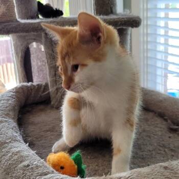 TUCKER -  Domestic Short Hair Cat for Adoption in Niagara-on-the-lake, Ontario - TUCKER | PetCurious
