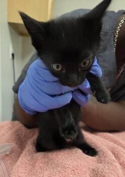 Spooky -  Domestic Short Hair Cat for Adoption in Sacramento, California - Spooky | PetCurious