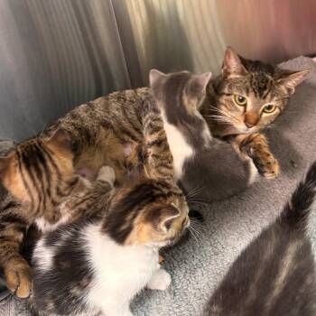 Domestic Short Hair Cats Available for Adoption in Philadelphia, Pennsylvania - Marmalade | PetCurious