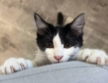 Rescue Domestic Short Hair Cats for Adoption in Napa, California - Leia( AV) | PetCurious