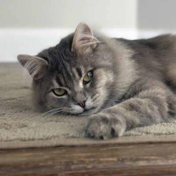 Domestic Medium Hair Cats Available for Adoption in Atlanta, Georgia - Yachty | PetCurious