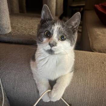 Domestic Short Hair Cats Available for Adoption - Libby | PetCurious