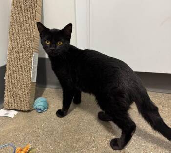 Klare -  Domestic Short Hair Cat for Adoption in Fort Lupton, Colorado - Klare | PetCurious