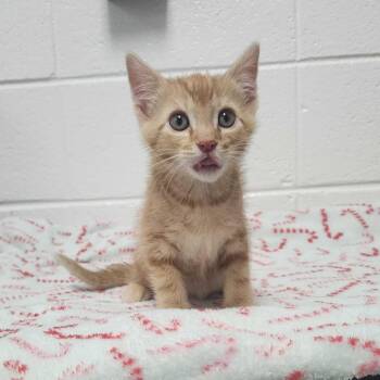 Max Modem -  Domestic Short Hair Cat for Adoption in Spruce Pine, North Carolina - Max Modem | PetCurious