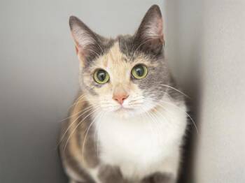 Domestic Short Hair Cats Available for Adoption - LOLA | PetCurious