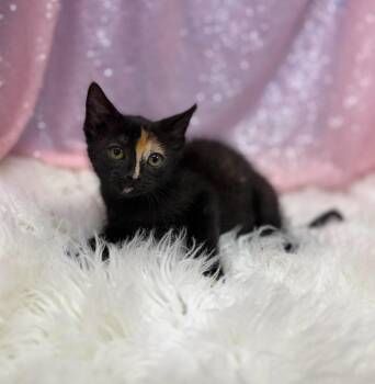 Kymara -  Domestic Short Hair Cat for Adoption in Clarkesville, Georgia - Kymara | PetCurious