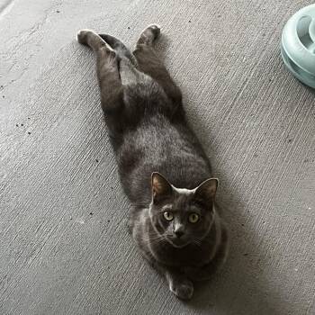 Lulu -  Russian Blue and Domestic Short Hair Cat for Adoption in Brighton, Missouri - Lulu | PetCurious