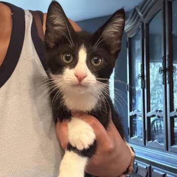 LLRF-Stray-137_2_3_4 -  Domestic Short Hair Cat for Adoption in Calimesa, California - LLRF-Stray-137_2_3_4 | PetCurious