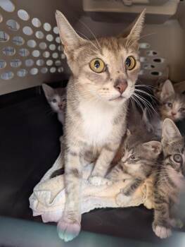 Rescue Domestic Short Hair Cats for Adoption in Palmetto, Florida - LUNA | PetCurious