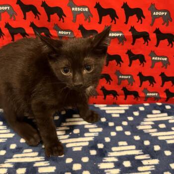 Cola -  Domestic Short Hair Cat for Adoption in Washburn, Missouri - Cola | PetCurious