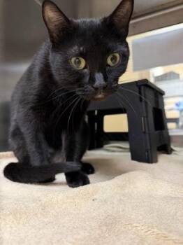 Keira -  Domestic Short Hair Cat for Adoption in Wichita, Kansas - Keira | PetCurious