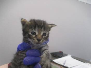 A382705 -  Domestic Short Hair Cat for Adoption in Ocala, Florida - A382705 | PetCurious