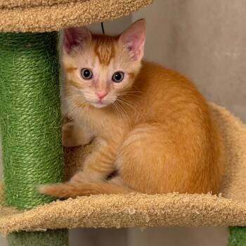 Oona -  Domestic Short Hair Cat Available for Adoption in Chattanooga, Tennessee - Oona | PetCurious