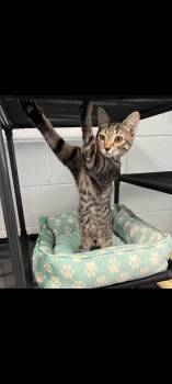 Adam -  Domestic Short Hair Cat for Adoption in Morganton, North Carolina - Adam | PetCurious