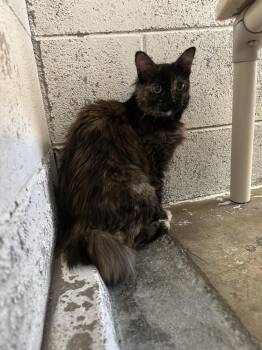 Lana -  Domestic Long Hair Cat for Adoption in Ontario, California - Lana | PetCurious
