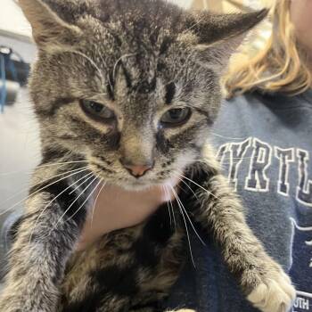 Strudel -  Domestic Short Hair Cat for Adoption in Spruce Pine, North Carolina - Strudel | PetCurious