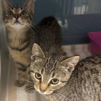 Susan -  Domestic Short Hair Cat for Adoption in East Hanover, New Jersey - Susan | PetCurious