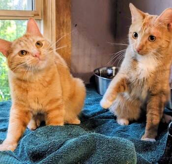 Jarvis & Joshua Lovable Brothers -  Tabby Cat Available for Adoption in Newport, Washington - Jarvis & Joshua Lovable Brothers | PetCurious