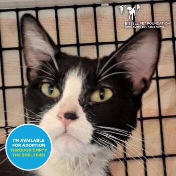 Martini -  Domestic Short Hair Cat for Adoption in Chicago, Illinois - Martini | PetCurious