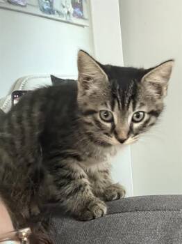 DARLA -  Domestic Short Hair Cat for Adoption in Charlotte, North Carolina - DARLA | PetCurious