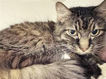 IGGY -  Domestic Short Hair Cat for Adoption in Brentwood, Missouri - IGGY | PetCurious
