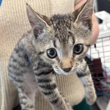 Maintenance Man -  Domestic Short Hair Cat for Adoption in Allentown, Pennsylvania - Maintenance Man | PetCurious