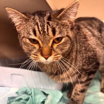 Domestic Short Hair Cats Available for Adoption in Wheeling, Illinois - Loom | PetCurious