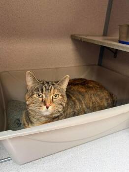 IZZIE -  Domestic Short Hair Cat for Adoption in Aliquippa, Pennsylvania - IZZIE | PetCurious