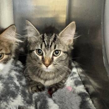 Shallot -  Domestic Long Hair Cat for Adoption in Brockton, Massachusetts - Shallot | PetCurious