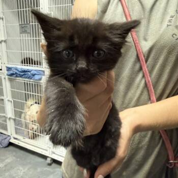 Domestic Medium Hair Cats Available for Adoption in Columbia, South Carolina - Clownfish | PetCurious