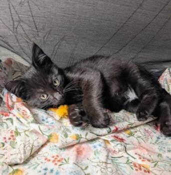Avacado -  American Shorthair Cat for Adoption in Utica, New York - Avacado | PetCurious