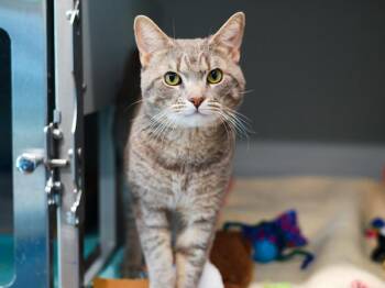 Gunther -  Domestic Short Hair Cat for Adoption - Gunther | PetCurious
