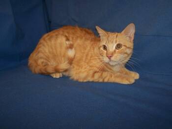 Killian -  Domestic Short Hair Cat for Adoption in Colorado Springs, Colorado - Killian | PetCurious