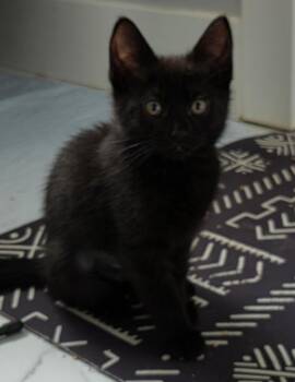 Bombay and Havana Cats Available for Adoption in Bow, Washington - Trixie | PetCurious