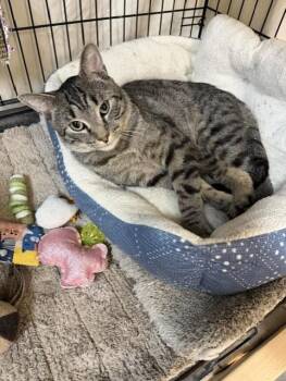 Noah -  Domestic Short Hair Cat for Adoption in Chisholm, Minnesota - Noah | PetCurious