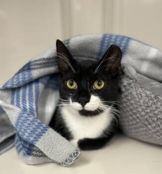 Bode -  Domestic Short Hair Cat for Adoption in Harrison, New York - Bode | PetCurious