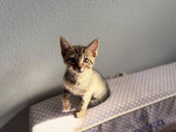 Maverick -  Domestic Short Hair Cat for Adoption in St. Cloud, Florida - Maverick | PetCurious